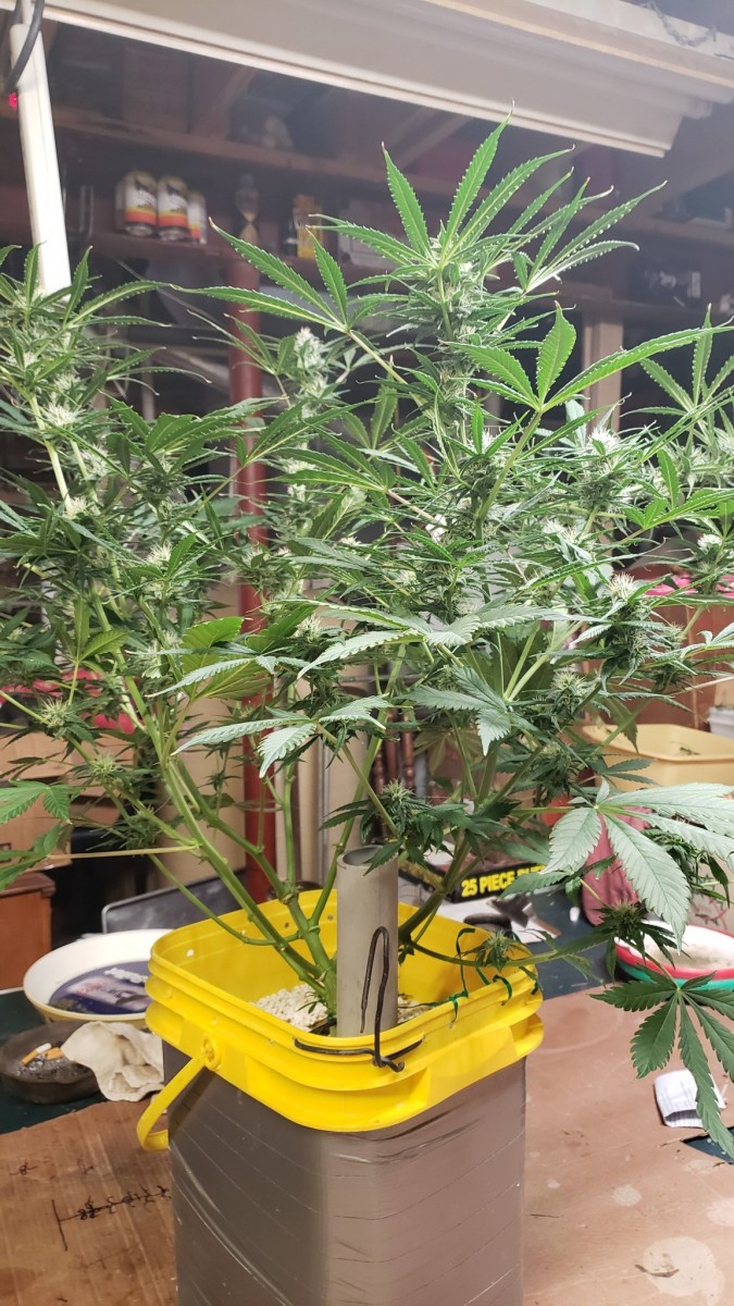 16101696266517257715807933046056