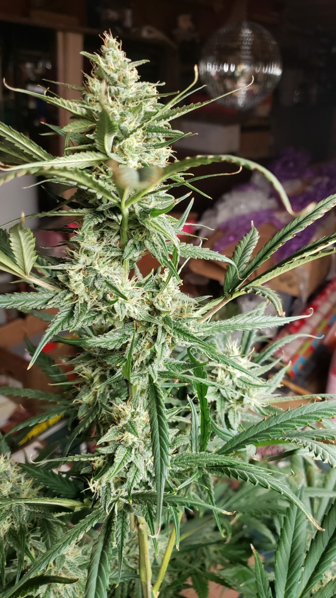 16101702867328876513692032925421