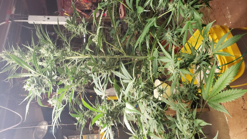 16101703681037634601151450626887