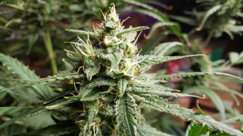 1610170512101372984593368299365