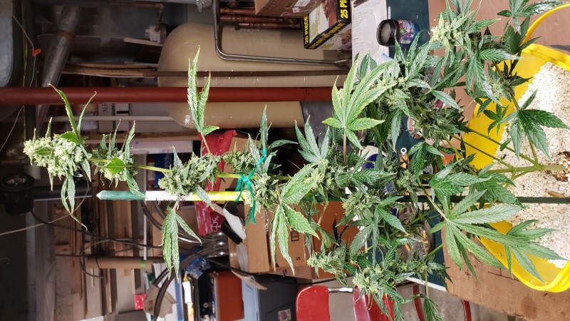 16101706105146295783640114312361