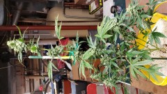 16101706105146295783640114312361