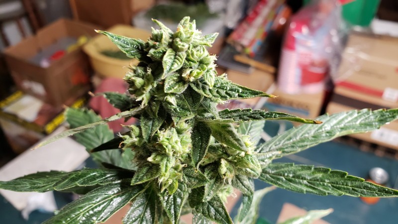 16101706555118241014410625143394