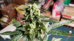 16101706555118241014410625143394