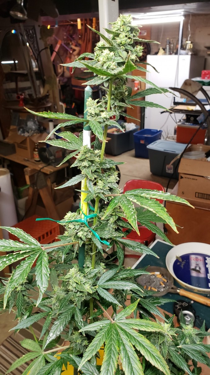 16101707179226870198245770439874