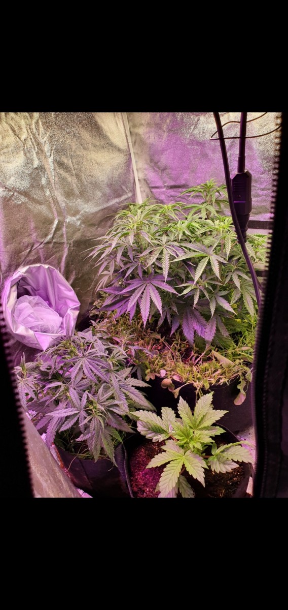 Screenshot_20210110-164707_Gallery