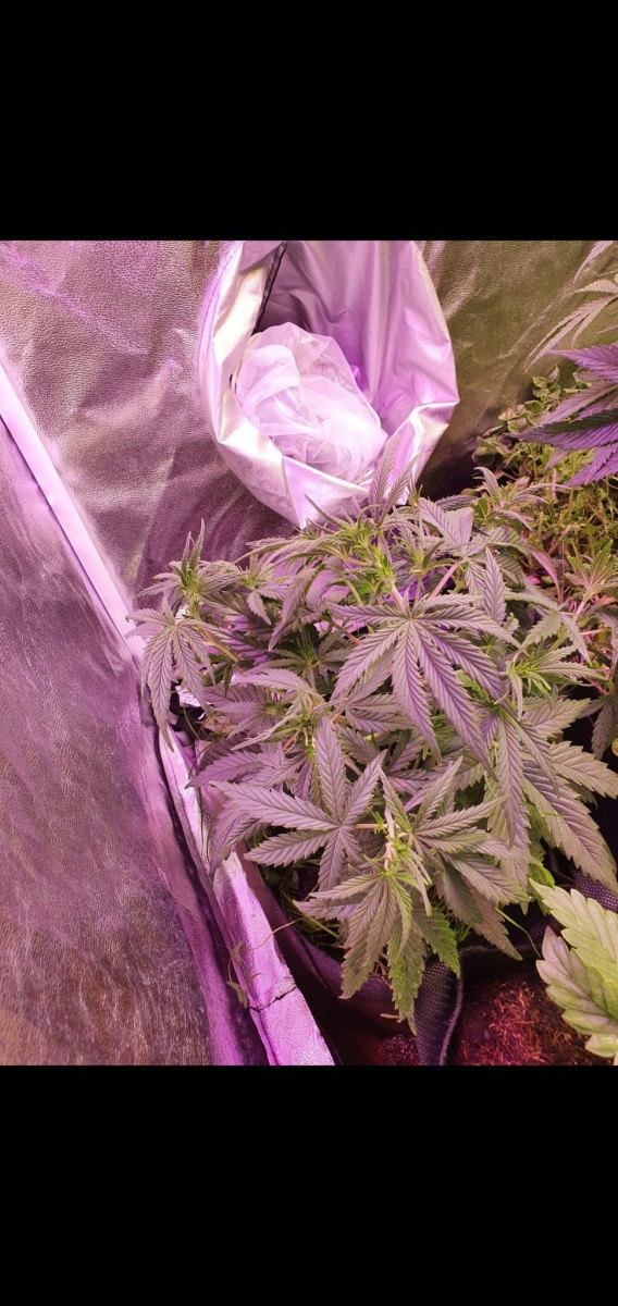 Screenshot_20210110-164805_Gallery