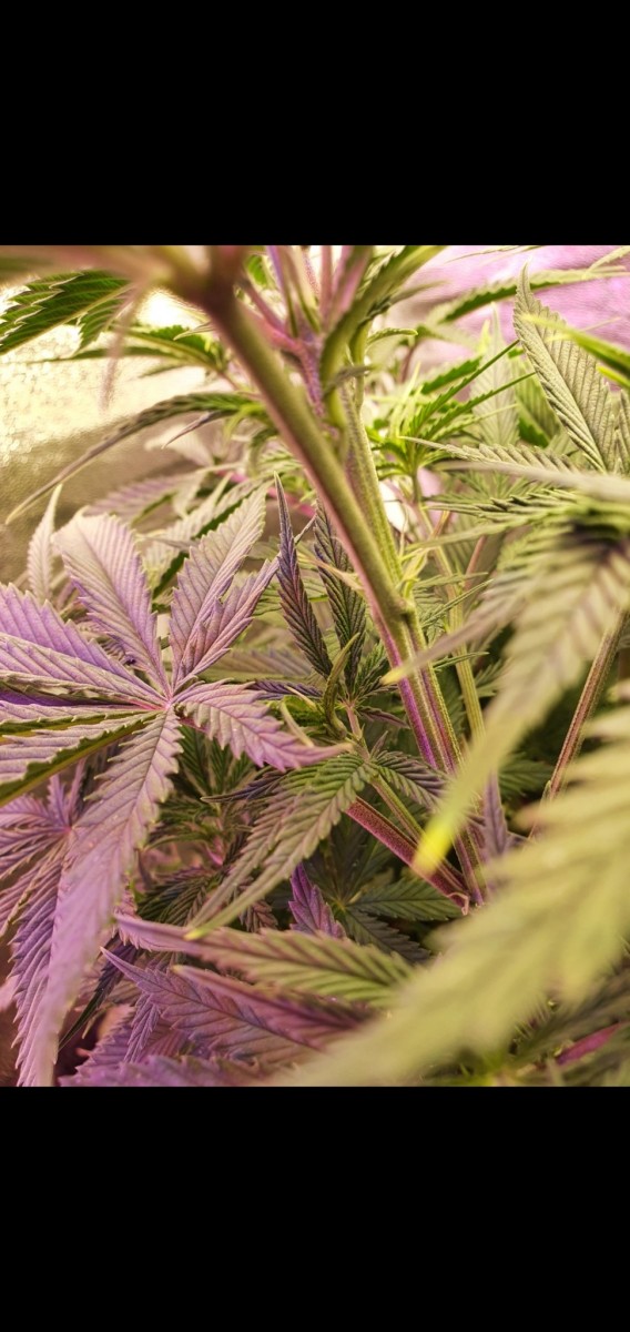 Screenshot_20210112-191023_Gallery