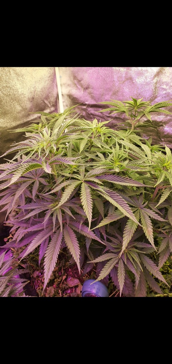 Screenshot_20210112-191013_Gallery