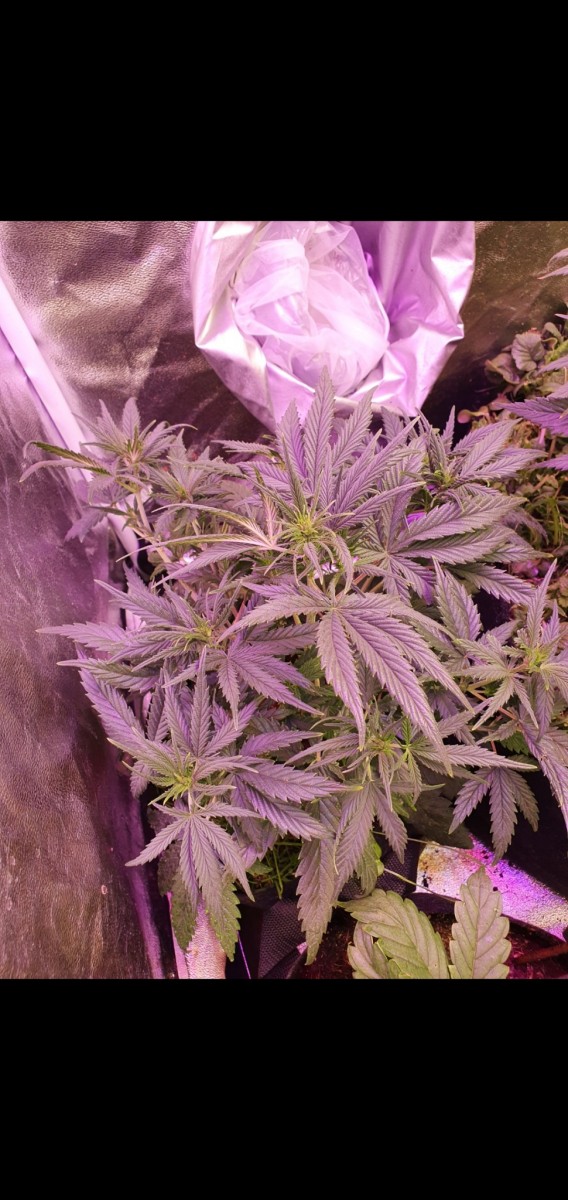 Screenshot_20210112-190955_Gallery