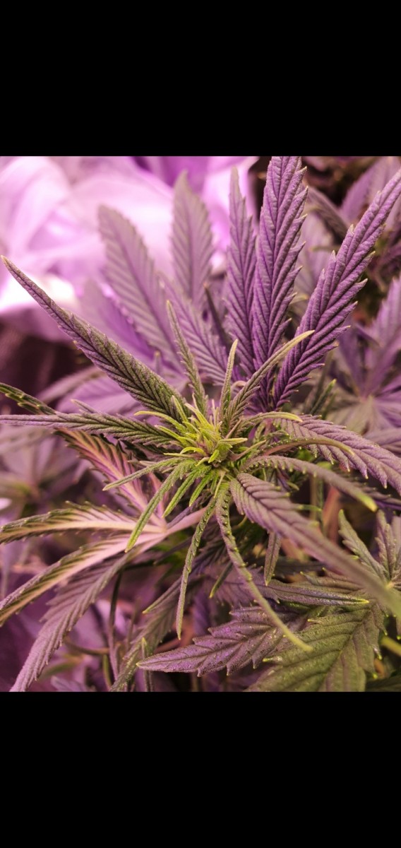 Screenshot_20210112-190943_Gallery