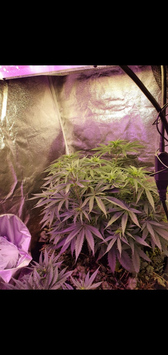 Screenshot_20210114-195420_Gallery