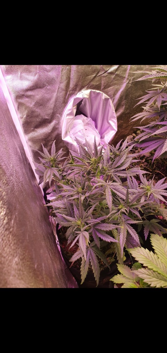 Screenshot_20210114-195411_Gallery