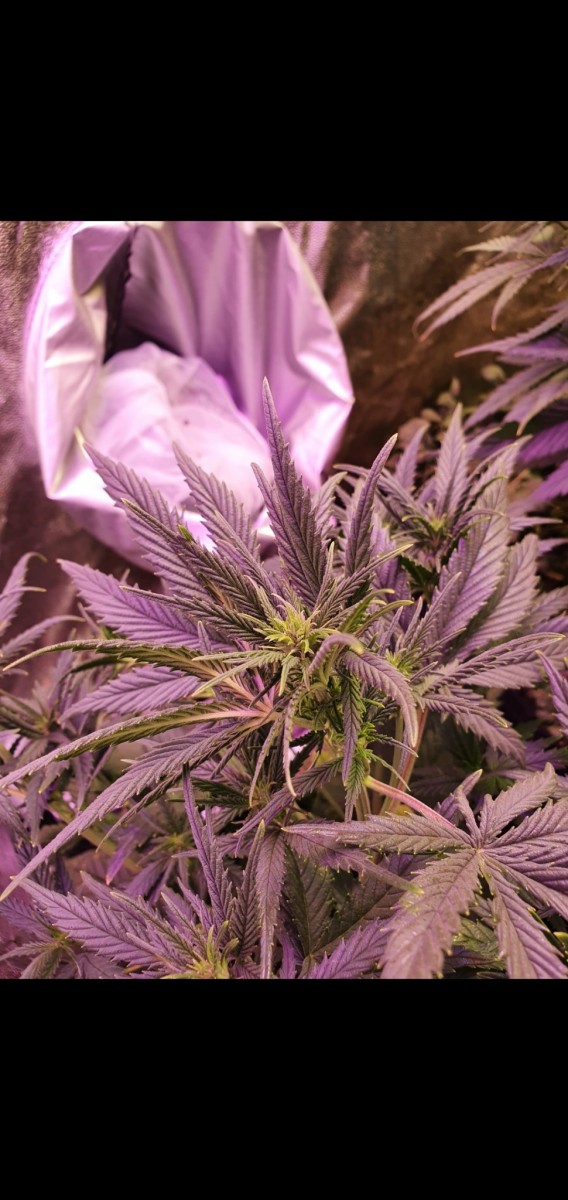 Screenshot_20210114-195406_Gallery