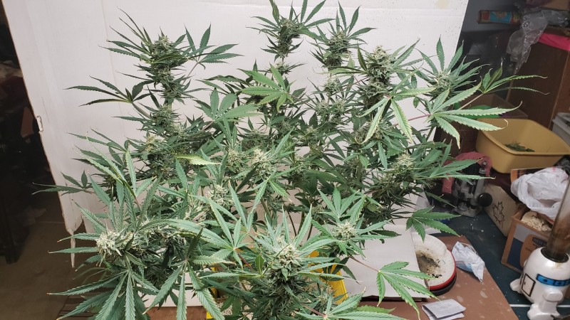 16107583573233387113374197120417