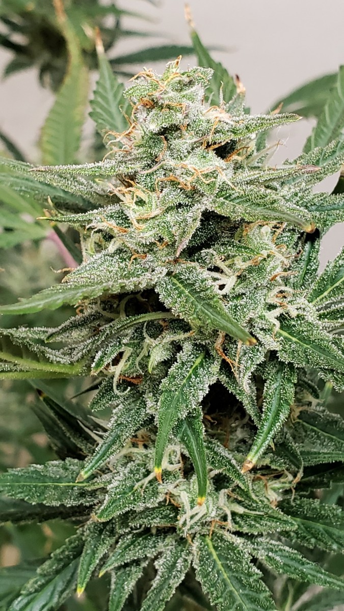 1610758563251734806691753733507