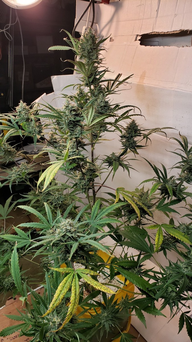 16107590640678058673473491386016