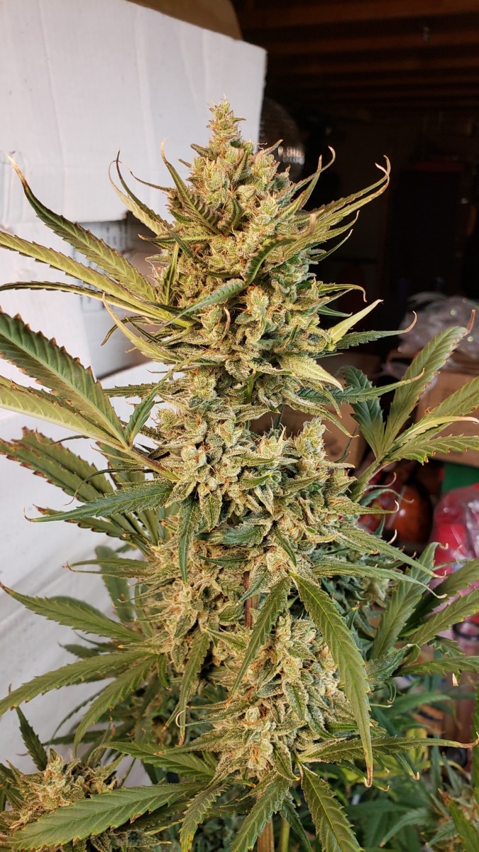 16107591611663896175581544715099