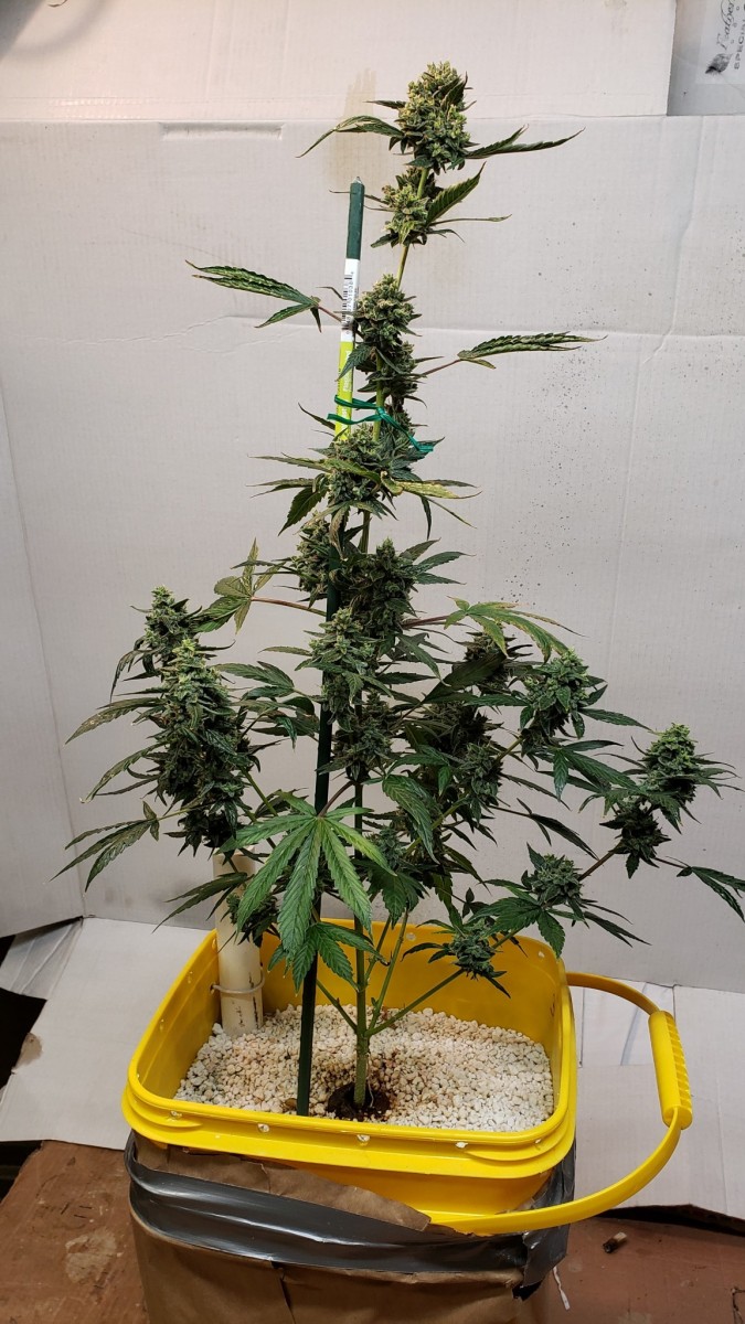 16107606186158063221013520809270