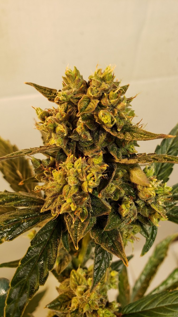 16107606686572063136298433562978