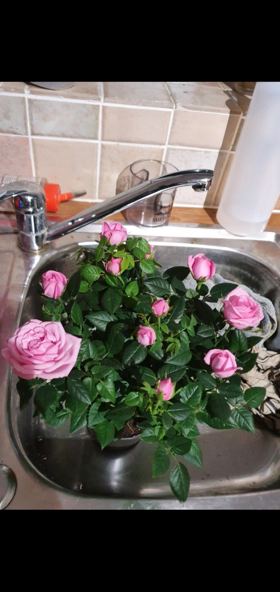 Screenshot_20210118-195607_Gallery