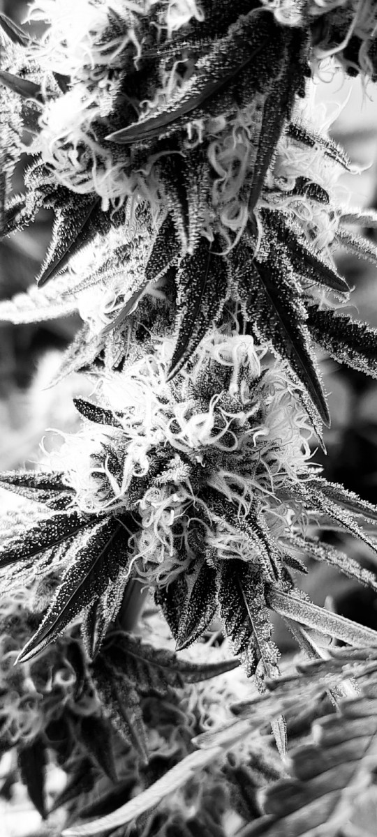 0B685CF9-A249-4CC5-9ABD-AA032F9F1920