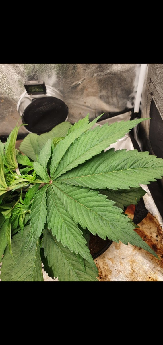 Screenshot_20210119-194051_Gallery