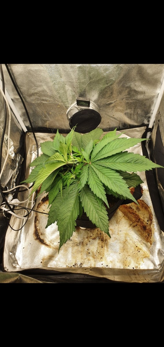 Screenshot_20210119-194046_Gallery