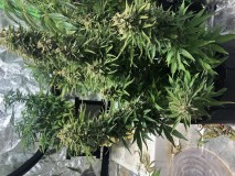 CAADAFCC-36A9-48F2-A3BD-6BA104A5F8F0