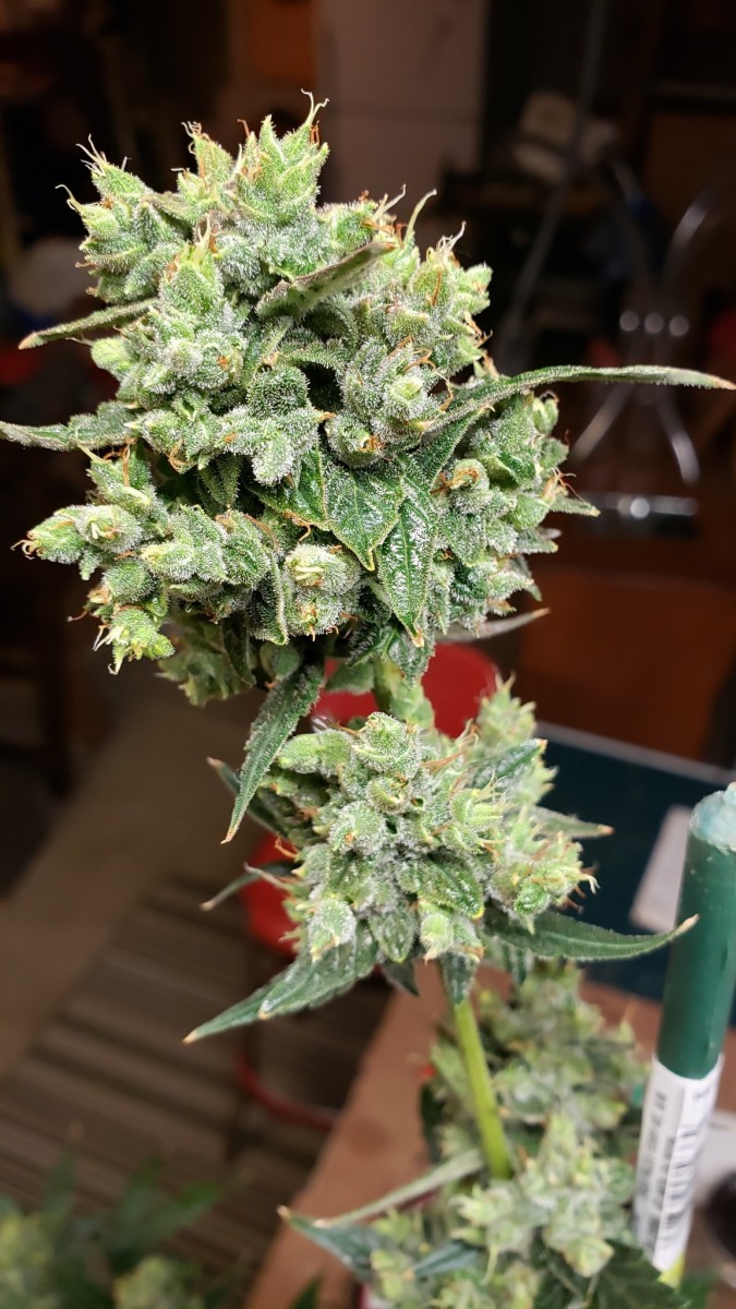 16111032040882786291993206767512