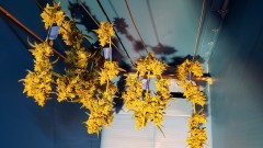 16111067366422909584961539278356