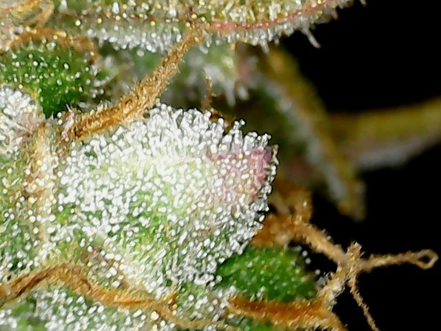 WIN_20210120_13_36_40_Pro