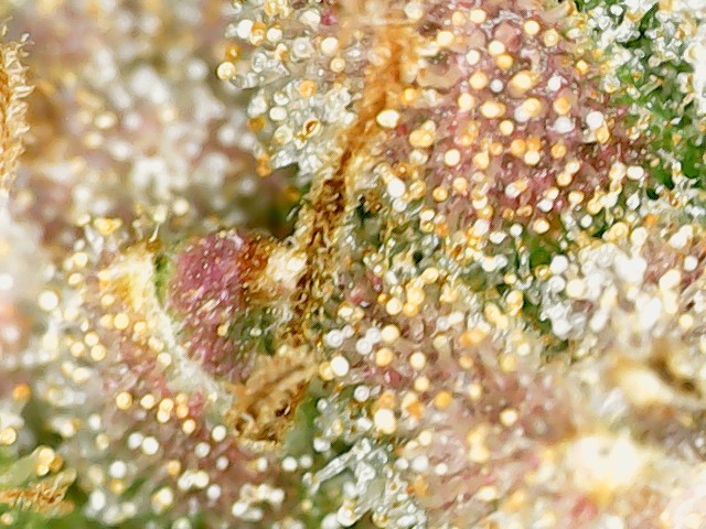 WIN_20210120_13_49_01_Pro