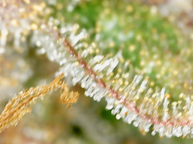 WIN_20210120_13_49_18_Pro