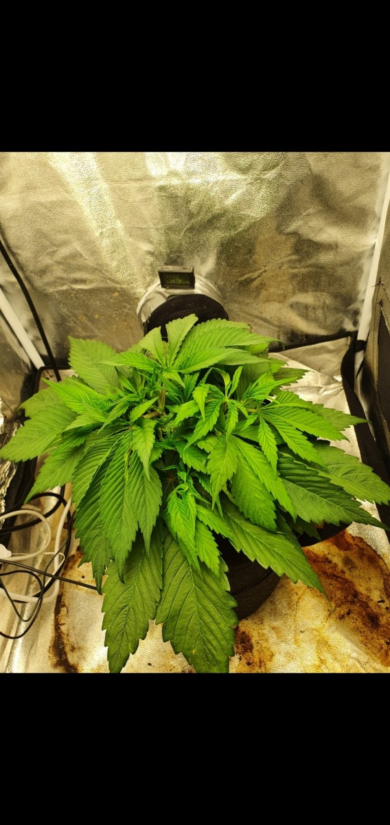 Screenshot_20210121-092244_Gallery