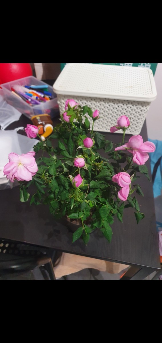 Screenshot_20210121-092255_Gallery