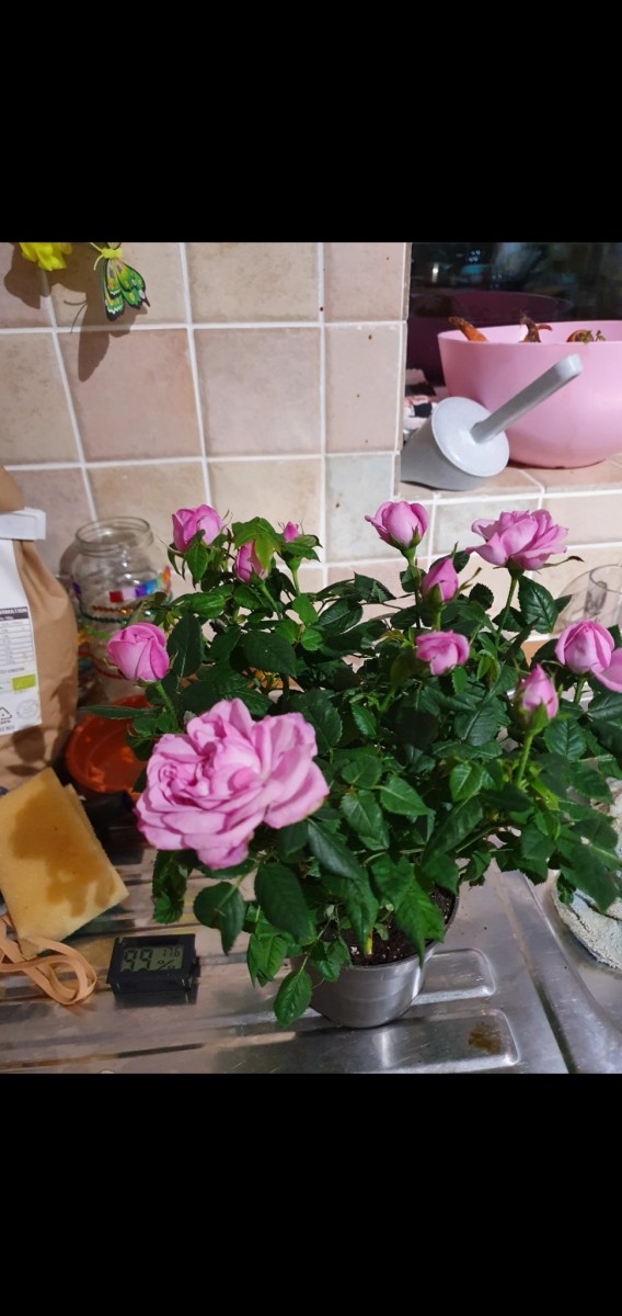 Screenshot_20210121-092307_Gallery