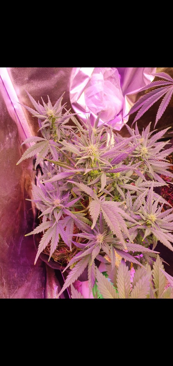 Screenshot_20210121-210416_Gallery