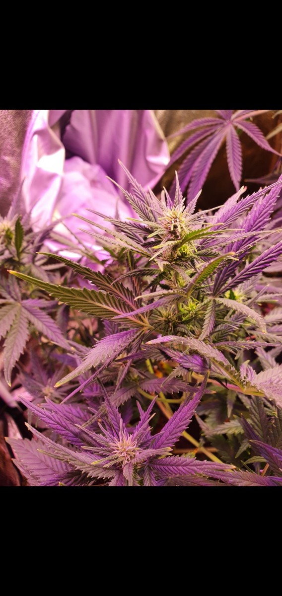 Screenshot_20210121-210410_Gallery