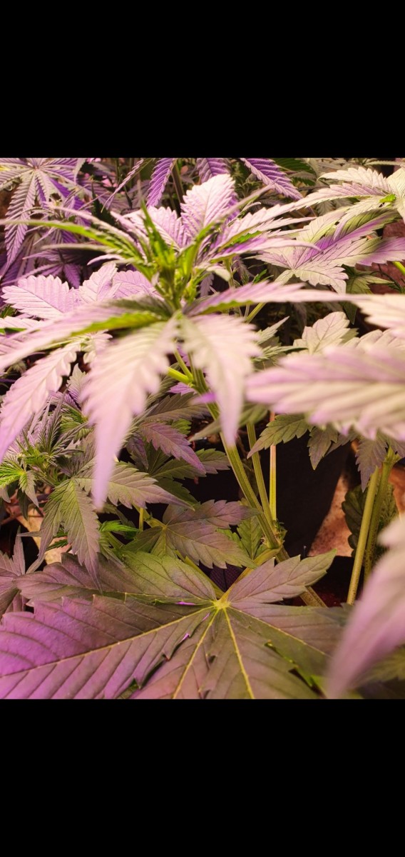 Screenshot_20210121-210357_Gallery