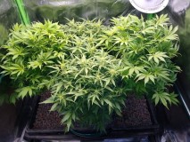 IMG_20210121_214129389