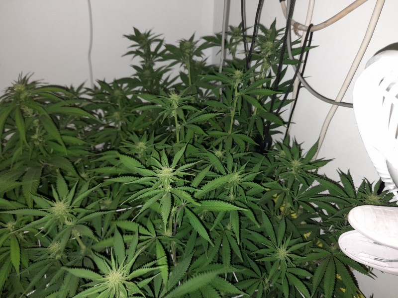 Blue Forest Berry And Agent orange