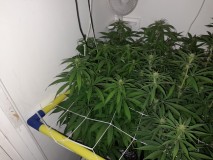 Blue Forest Berry And Agent orange