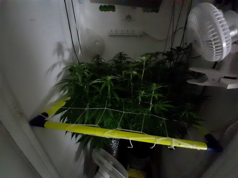 Blue Forest Berry And Agent orange