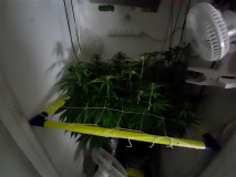 Blue Forest Berry And Agent orange