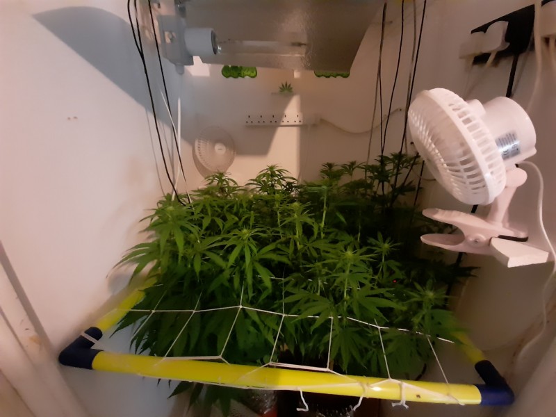 Blue Forest Berry And Agent orange