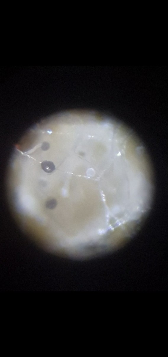 Screenshot_20210124-200052_Motion photo viewer