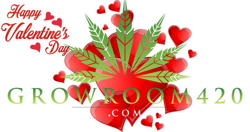 valentines polly pink gr420