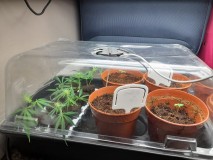 Blue Forest Berry And Agent orange