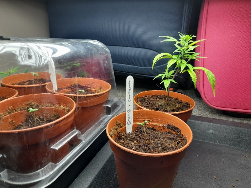 Blue Forest Berry And Agent orange